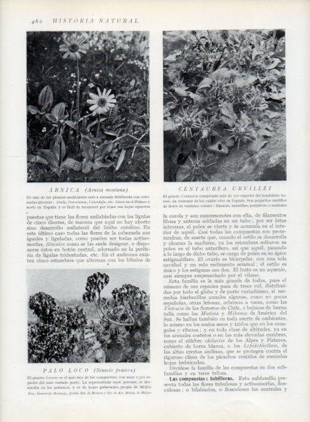 LAMINA V13821: Arnica y Palo loco