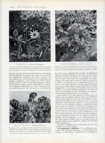 LAMINA V13821: Arnica y Palo loco