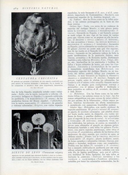 LAMINA V13822: Centaurea crecesina y Diente de leon