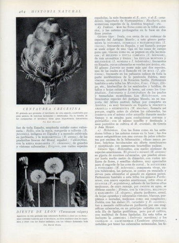 LAMINA V13822: Centaurea crecesina y Diente de leon