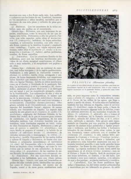 LAMINA V13823: Pelosilia
