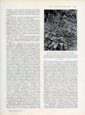 LAMINA V13823: Pelosilia