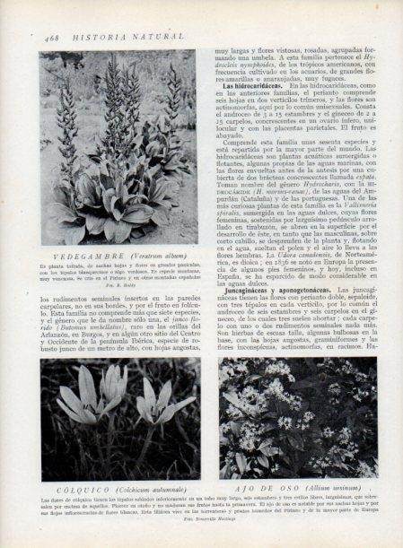 LAMINA V13824: Vedegambre y Colquillo