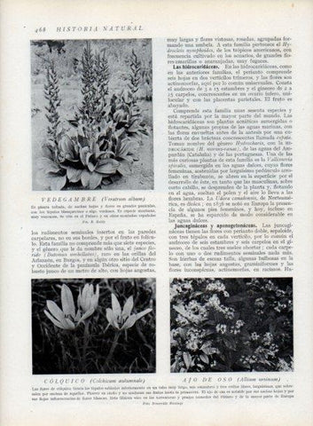 LAMINA V13824: Vedegambre y Colquillo