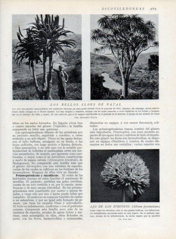 LAMINA V13825: Bellos aloes de Natal y Ajo de los Pirineos