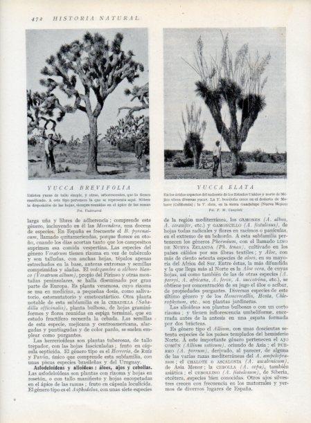 LAMINA V13826: Yucca brevifolia y Yucca eleta