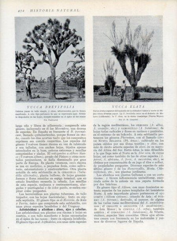 LAMINA V13826: Yucca brevifolia y Yucca eleta
