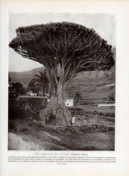 LAMINA V13827: Drago de Icod