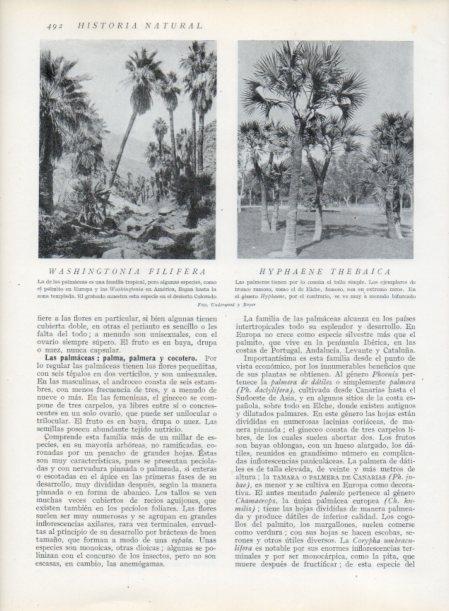 LAMINA V13841: Washingtonia filifera y Hyphaene thebaica