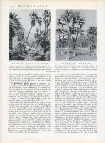 LAMINA V13841: Washingtonia filifera y Hyphaene thebaica