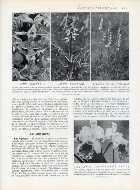 LAMINA V13840: Orchis maculata y Spiranthes autumnalis
