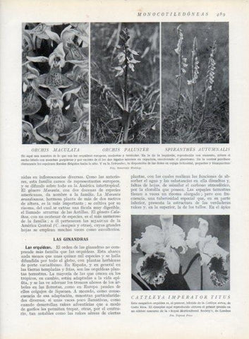 LAMINA V13840: Orchis maculata y Spiranthes autumnalis