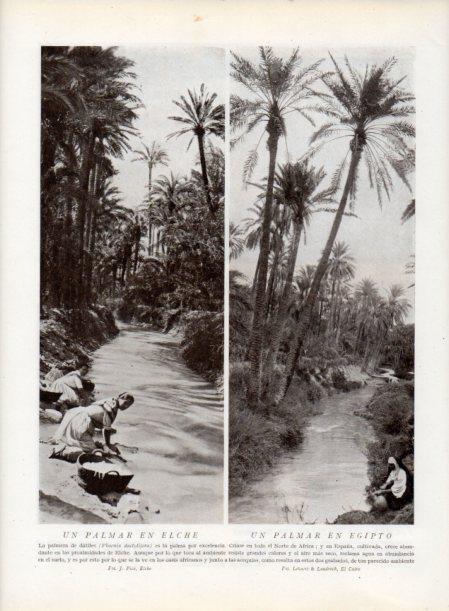 LAMINA V13839: Palmar en Elche y Palmar en Egipto