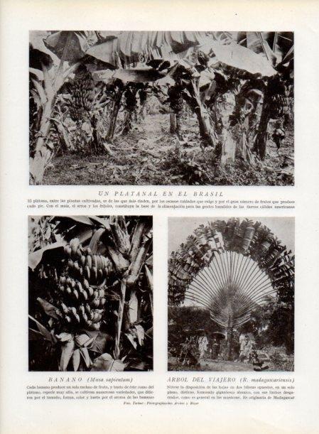 LAMINA V13838: Platanal del Brasil y Arbol de viajero