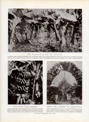 LAMINA V13838: Platanal del Brasil y Arbol de viajero