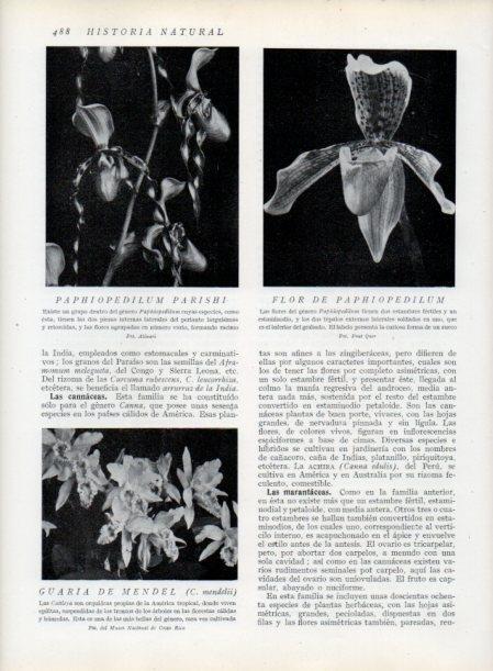 LAMINA V13837: Paphiopedilum parishi y Guaria de Mendel