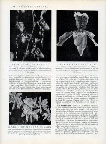 LAMINA V13837: Paphiopedilum parishi y Guaria de Mendel