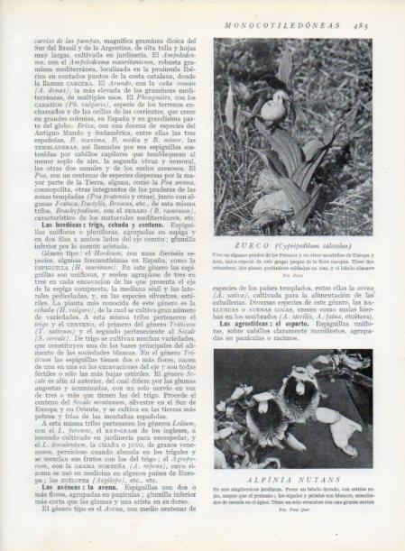 LAMINA V13836: Zueco y Alpinia nutans