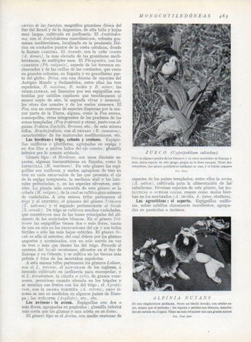 LAMINA V13836: Zueco y Alpinia nutans