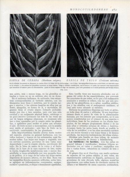 LAMINA V13835: Espiga de cebada y trigo
