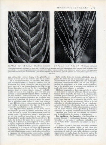 LAMINA V13835: Espiga de cebada y trigo