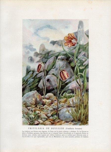 LAMINA V13833: Fritilaria de Boissier