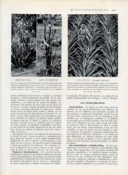 LAMINA V13832: Iris sicula y Ananas
