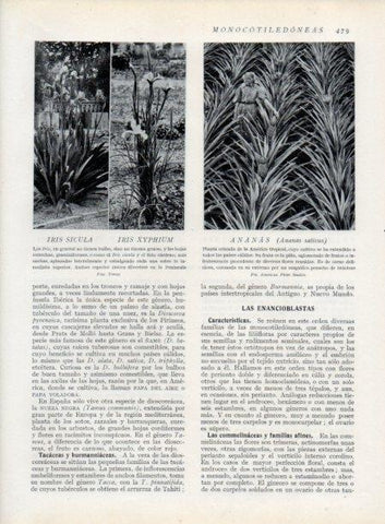 LAMINA V13832: Iris sicula y Ananas