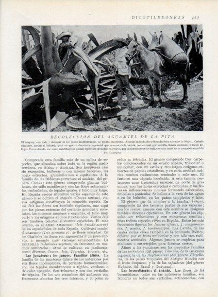 LAMINA V13831: Recoleccion del aguamiel de la pita