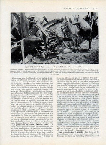 LAMINA V13831: Recoleccion del aguamiel de la pita