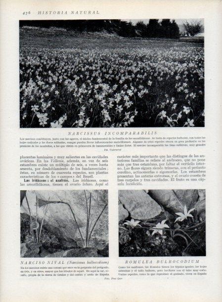LAMINA V13830: Narcissus incomparabilis