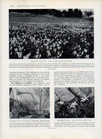 LAMINA V13830: Narcissus incomparabilis