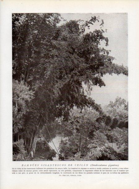 LAMINA V13828: Bambues gigantescos de Ceilan