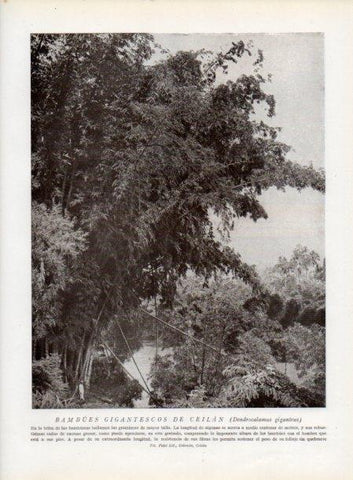 LAMINA V13828: Bambues gigantescos de Ceilan