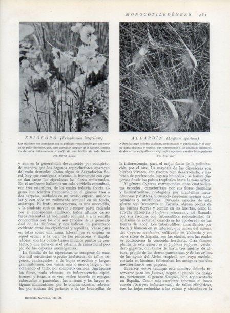 LAMINA V13834: Elioforo y Albardin