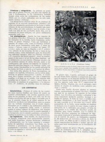 LAMINA V13809: Genciana