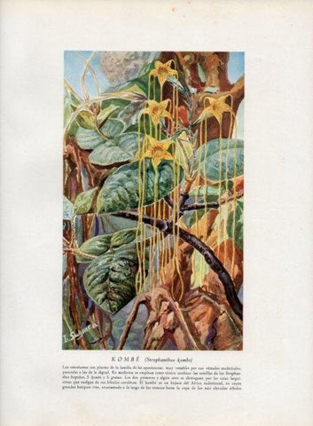 LAMINA V13808: Kombe o Strophanthus kombe