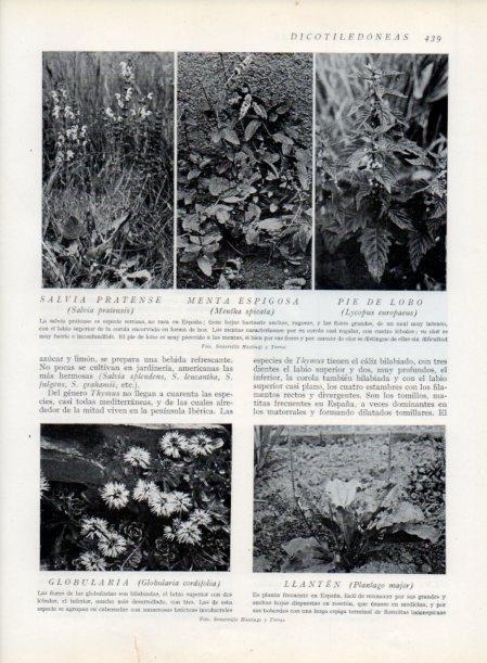 LAMINA V13807: Menta espigosa y Pie de lobo