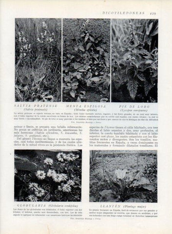 LAMINA V13807: Menta espigosa y Pie de lobo