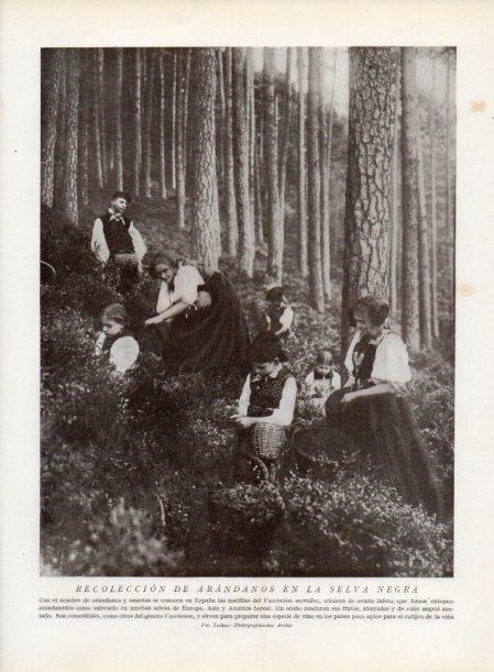LAMINA V13787: Recoleccion de arandanos en la Selva Negra
