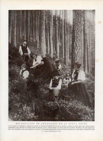 LAMINA V13787: Recoleccion de arandanos en la Selva Negra