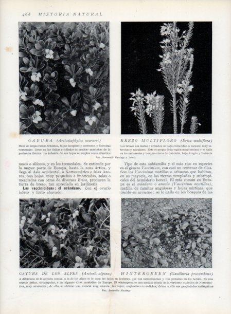 LAMINA V13786: Gayuva y Brezo multifloro