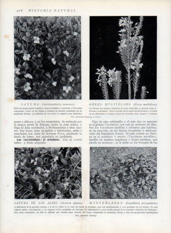LAMINA V13786: Gayuva y Brezo multifloro