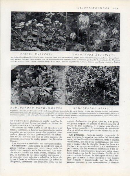 LAMINA V13785: Pirola uniflora y Rododendros