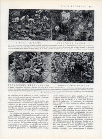 LAMINA V13785: Pirola uniflora y Rododendros