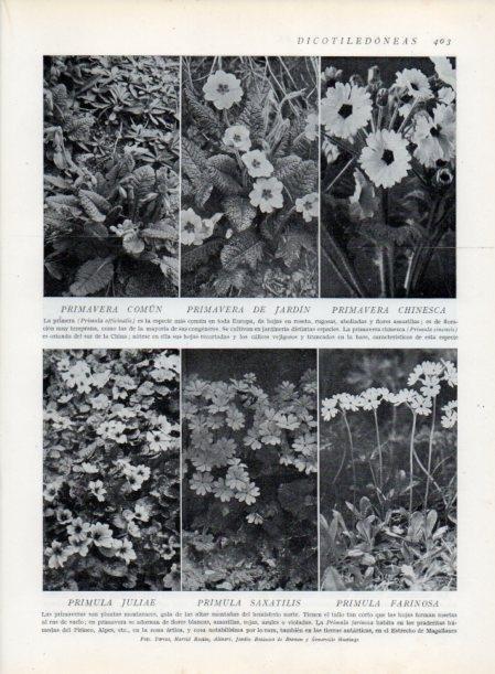 LAMINA V13784: Primavera de Jardin y Primulas