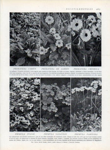 LAMINA V13784: Primavera de Jardin y Primulas