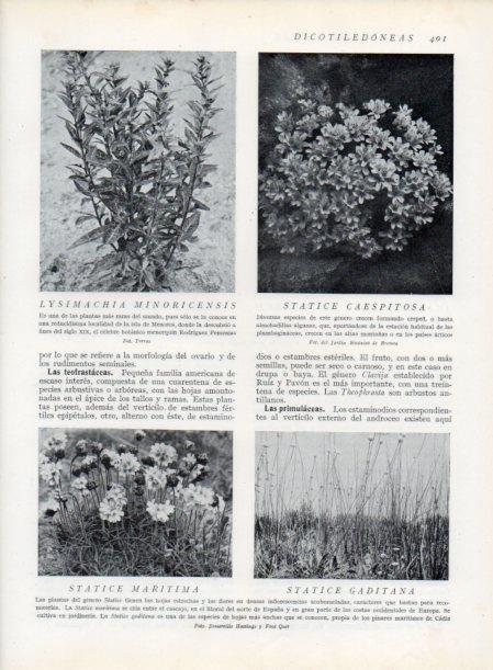 LAMINA V13783: Lysimachia Minoricensis y Statices