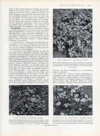 LAMINA V13780: Hacketia epipactis y Astrancia mayor