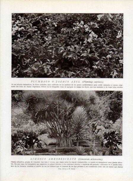 LAMINA V13778: Limonio arborescente